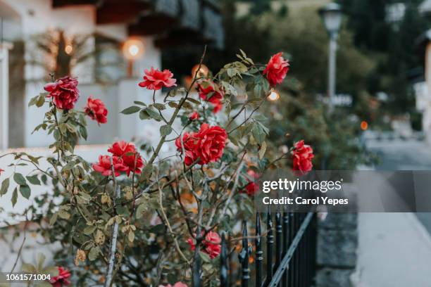 white picket fence and red roses - garden gate rose stock pictures, royalty-free photos & images