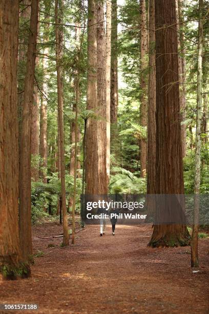 Prince Harry, Duke of Sussex and Meghan, Duchess of Sussex visit Redwoods Tree Walk on October 31, 2018 in Rotorua, New Zealand. The Duke and Duchess...