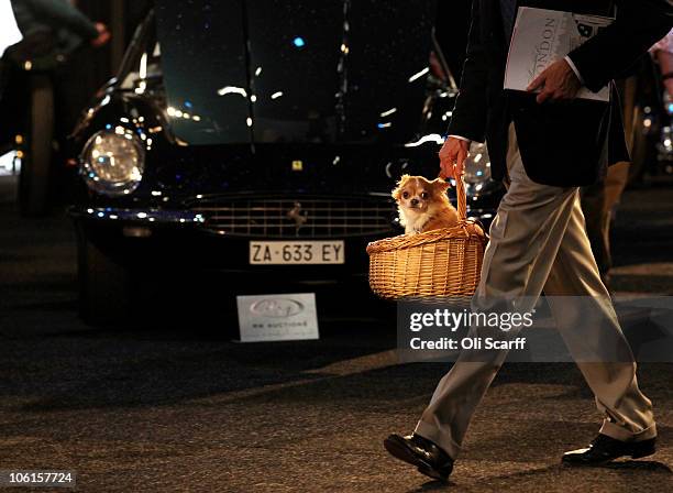 Man carries a small dog past cars at the 'Automobiles of London' rare car auction in Battersea Park on Ocotber 27, 2010 in London, England. Over 100...