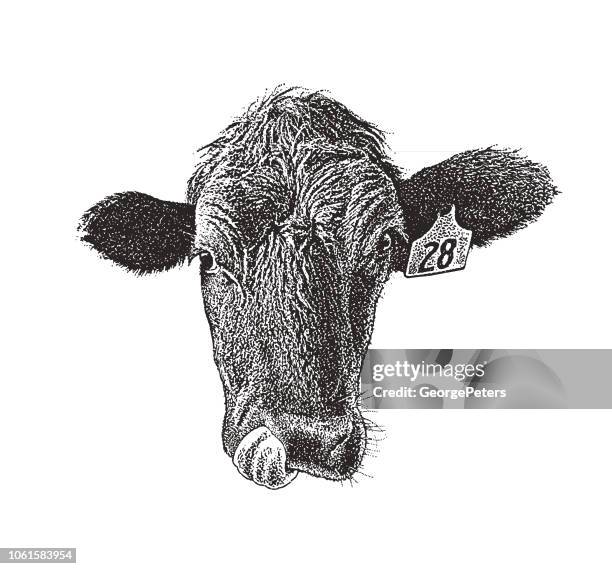 close up of a cow sticking out tongue - close up of cows face stock illustrations