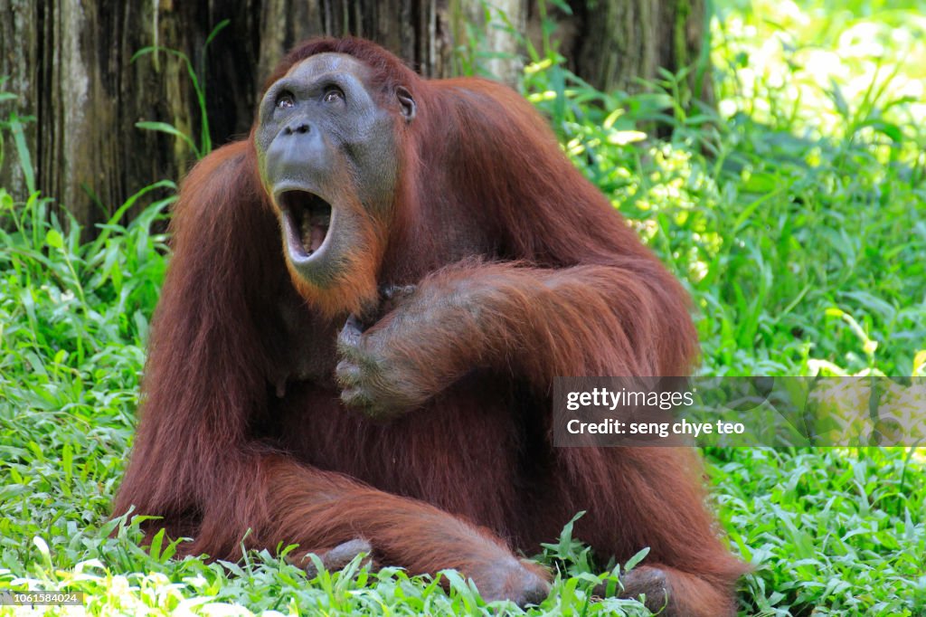 Singing Opera Orang Utan