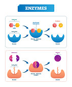 Enzyme vector illustration. Labeled cycle and diagram with catalysts.