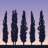 Realistic illustration of a landscape and row of poplars like a windbreak on the shore of grass under a purple blue sky with the rising or setting sun - vector