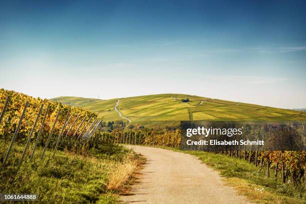bending footpath and vineyard overlooking hill with meadows - baden württemberg fotografías e imágenes de stock