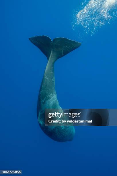 sperm whale diving from the surface, atlantic ocean, pico island, the azores. - pottwal stock-fotos und bilder