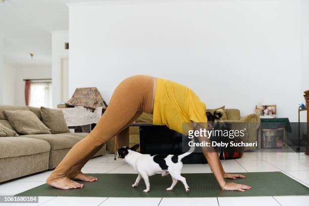 pregnant woman doing stretching and yoga with puppy - showus stock pictures, royalty-free photos & images
