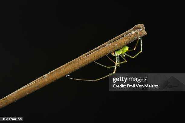 a silver vlei spider weaving its web around a bamboo shoot. macro (close-up) full colour horizontal image. drakensberg ukhahlamba national park, kwazulu natal province, south africa - cephalothorax stock pictures, royalty-free photos & images