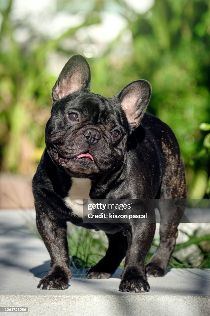 French Bulldog Beach Cover Up - Brindle French Bulldog Beach Cover Up - Brindle