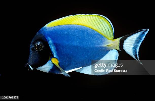 acanthurus leucosternon (powder blue tang, powder-blue surgeonfish) - acanthuridae stock pictures, royalty-free photos & images