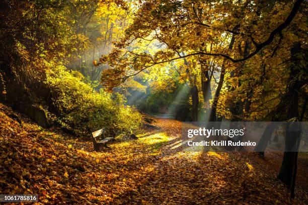 an autumn forest - czech republic landscape stock pictures, royalty-free photos & images