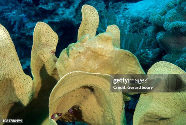 giant yellow anglerfish resting in an elephant ear sponge - camouflage animal stock-fotos und bilder