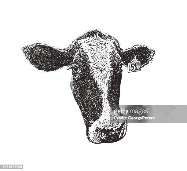 close up of a cute cow face - cow eyes stock illustrations