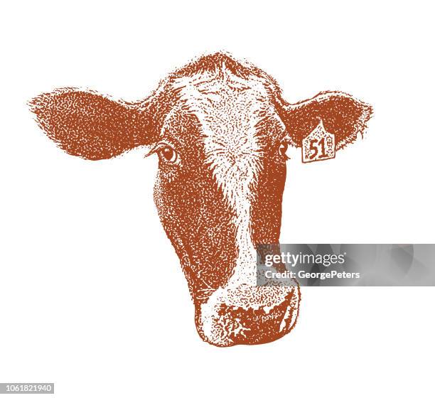 close up of a cute cow face - holstein cows stock illustrations