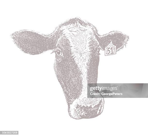 close up of a cute cow face - holstein friesian cattle stock illustrations