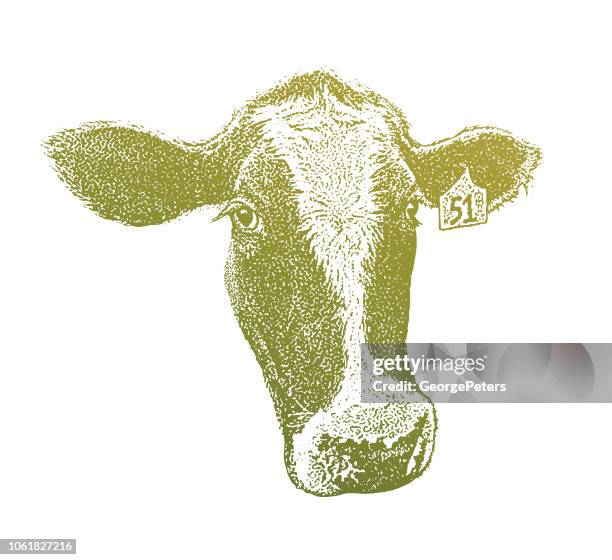 close up of a cute cow face - holstein friesian cattle stock illustrations