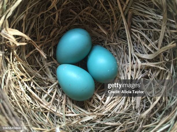 robin eggs - singdrossel stock-fotos und bilder