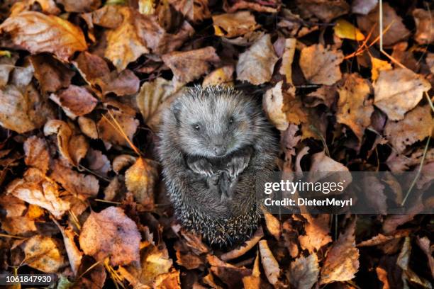 european hedgehog (erinaceus europaeus) is sleeping in autumn leaves - baby hedgehog stock pictures, royalty-free photos & images