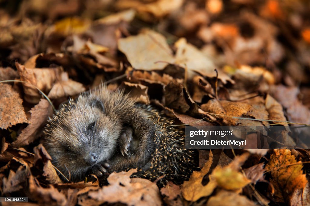 ヨーロッパハリネズミ (年齢 europaeus) が紅葉に眠っています。