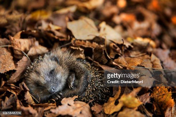 european hedgehog (erinaceus europaeus) is sleeping in autumn leaves - pointed foot stock pictures, royalty-free photos & images