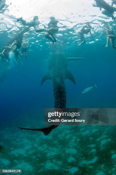 whale shark feeding on shrimps delivered by fishermen for the spectators - cebu province stock pictures, royalty-free photos & images