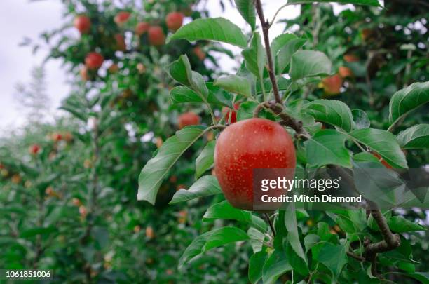 oregon apple orchard - hood river 個照片及圖片檔
