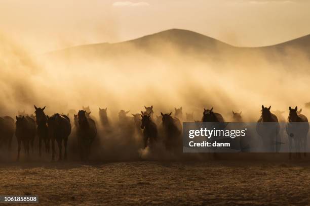 landscape of wild horses running at sunset with dust in background. - stallion stock pictures, royalty-free photos & images