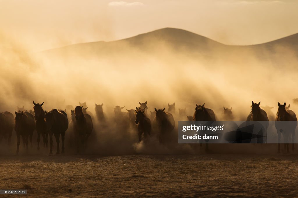 Landscape of wild horses running at sunset with dust in background.