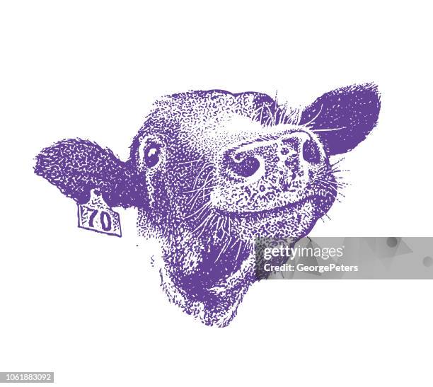 nahaufnahme von glücklich lachende kuh - kuhflecken stock-grafiken, -clipart, -cartoons und -symbole