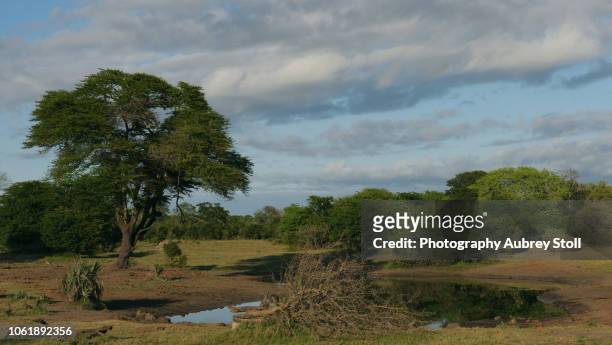 landscape of tembe elephant park - maputaland stock-fotos und bilder