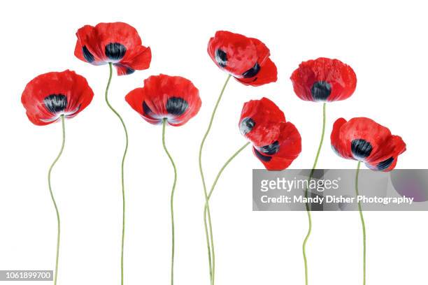 poppies - poppy flower stockfoto's en -beelden