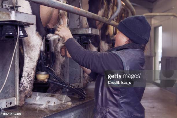 female dairy farmer at work in the milking shed - new zealand dairy farm stock pictures, royalty-free photos & images