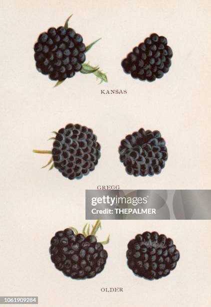 blackberries - blackberry fruit stock illustrations