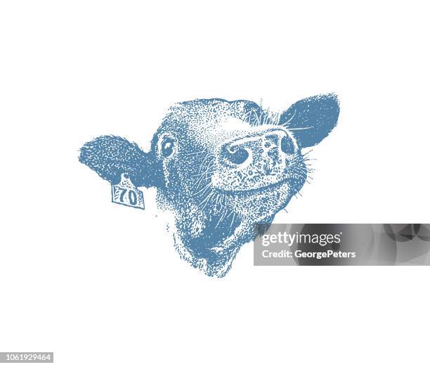 close up of happy smiling cow - holstein friesian cattle stock illustrations
