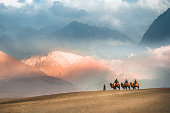 Camel safari Ride caravan in Hunder desert , Nubra valley , Leh Ladakh India