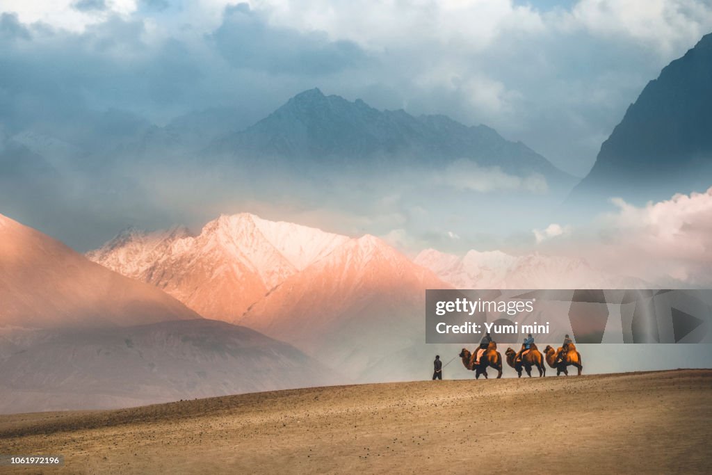 駱駝狩獵騎行大篷車在 h下沙漠, nubra 谷, leh ladakh 印度