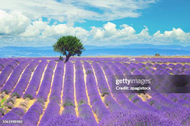 lavender field in provence, france - single tree stock pictures, royalty-free photos & images