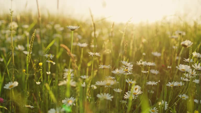 https://media.gettyimages.com/id/1062013252/video/idyllic-tranquil-daisy-wildflowers-in-sunny-meadow.jpg?b=1&s=640x640&k=20&c=lA9vkmtqGWhTIhZ9P9NnFaE666HAM6qInDgi8hIKf9w=