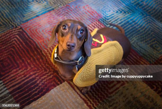 wiener dog sweater - dachshund holiday stock pictures, royalty-free photos & images