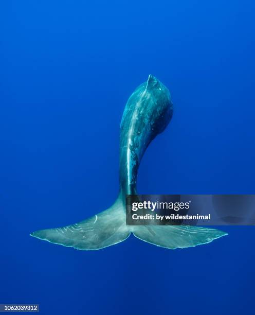 close up rear view of a sperm whale showing detail in the tail fluke, atlantic ocean, the azores. - tail fin ストックフォトと画像