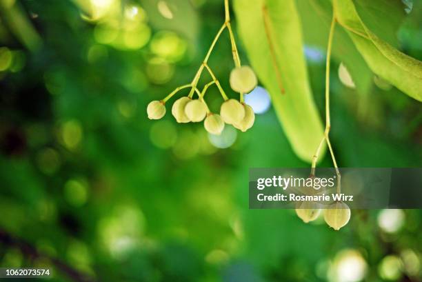 ripe tiglia fruit hanging against dark green background - amerikanische linde stock-fotos und bilder