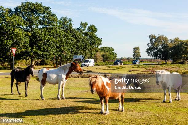 England, Hampshire, New Forest, Ponies and Horses Grazing