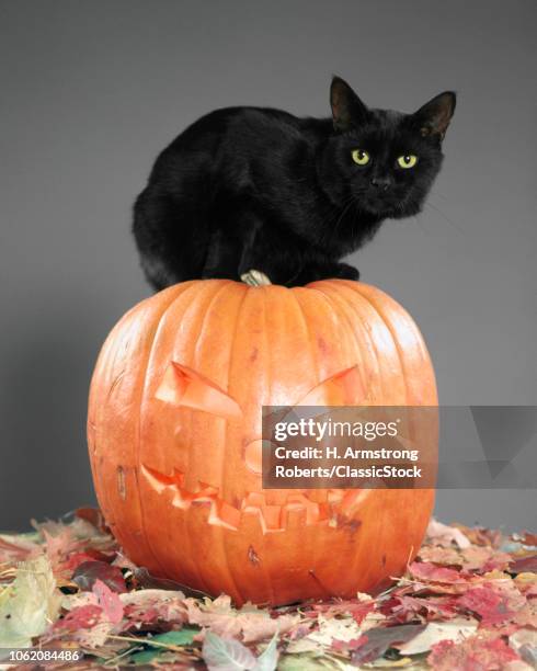 1950s YOUNG BLACK CAT WITH YELLOW EYES LOOKING AT CAMERA SITTING ON TOP OF JACK O LANTERN CARVED PUMPKIN AMONG AUTUMN LEAVES