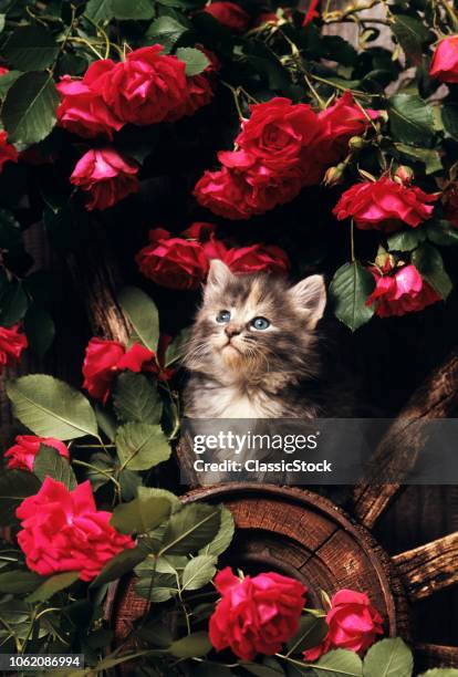 1980s BLUE CALICO LONGHAIRED KITTEN