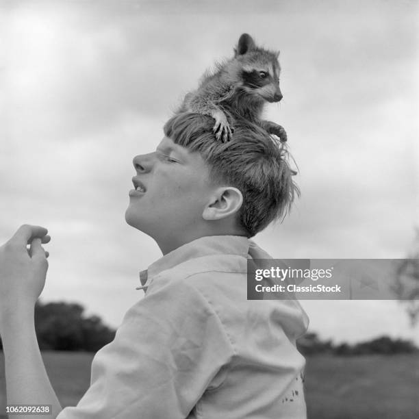 1950s YOUNG RACCOON SITTING ON BOYS HEAD STUNT FUNNY PET