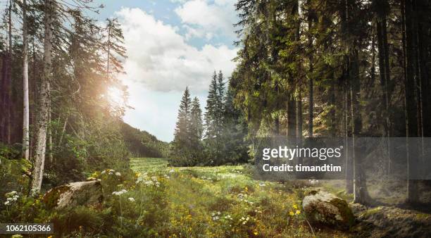 quiet forest and light beams - landschaft stock-fotos und bilder