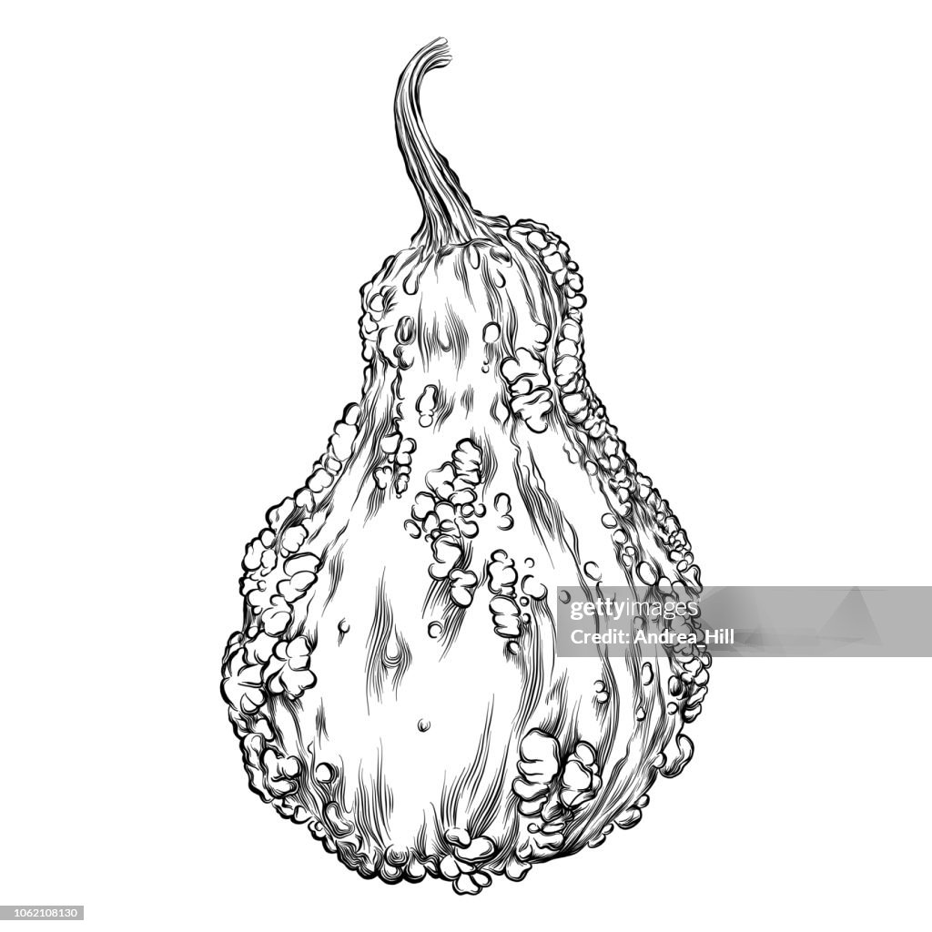Crookneck Squash Sketch Vector Illustration