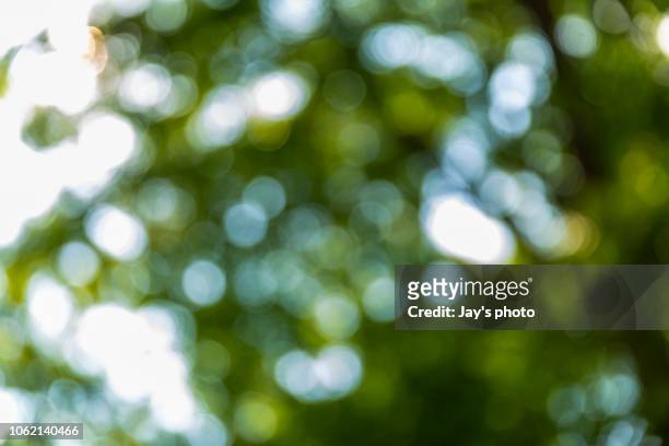 bokeh in sunny forest - focus on foreground stock pictures, royalty-free photos & images