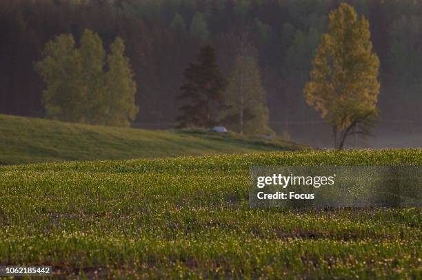 Karula National Park Photos and Premium High Res Pictures Getty Images
