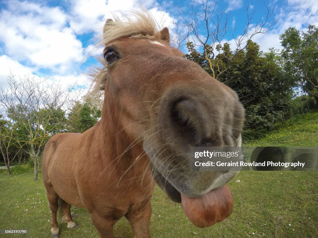 Horsing Around, Great Britain