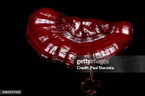 Ganoderma lucidum (Lacquered Bracket) Ganoderma lucidum (Lacquered Bracket)